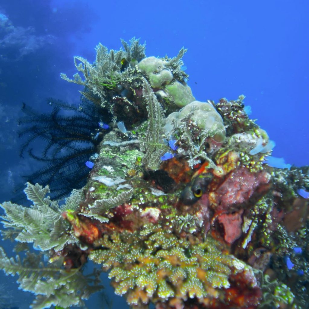 Points Out Marine Life in Wreck Diving Bali