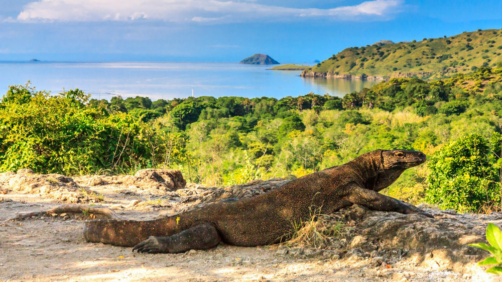 Komodo in komodo island