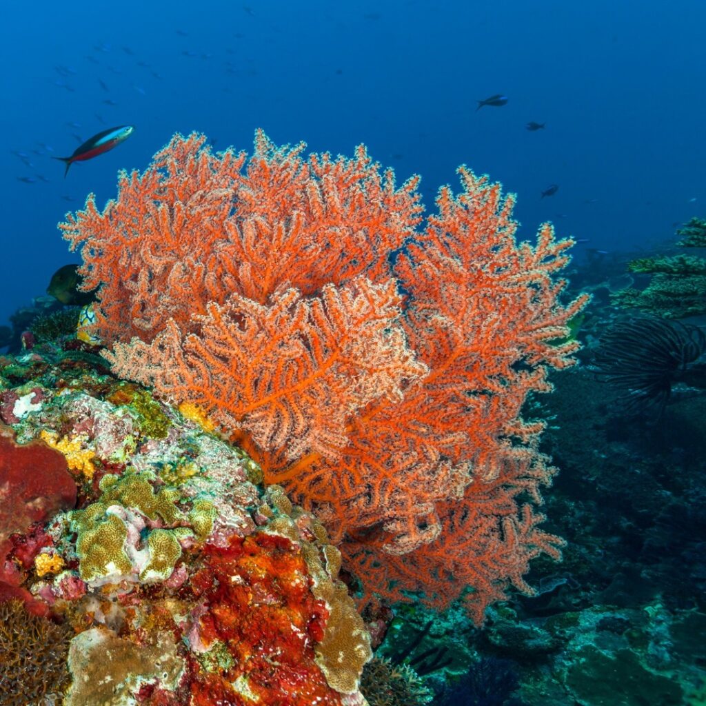 wildlife and coral reefs on sailing trip Labuan bajo